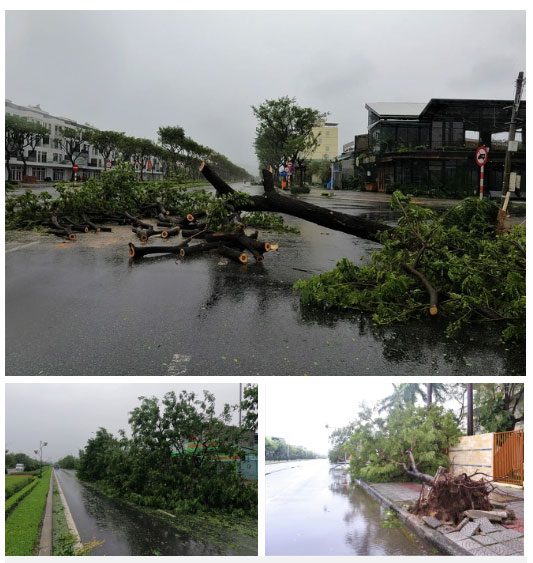 Many ancient trees were uprooted due to the strong winds.
