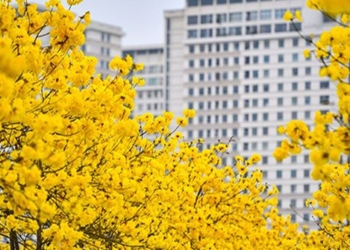 things to know about the hot yellow flower phong linh 119443