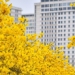 things to know about the hot yellow flower phong linh 119443