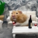 this creature is the wine bomb in the animal world 118024