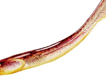this creature may be the ancient ancestor of humans 120731
