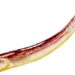 this creature may be the ancient ancestor of humans 120731