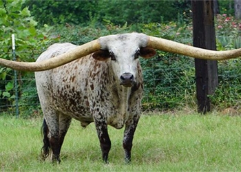 this is a creature with a gun sized like a horse surprising with the animal that has not been in it what is it 120389