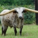 this is a creature with a gun sized like a horse surprising with the animal that has not been in it what is it 120389