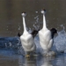 this is the only bird species capable of walking on water 122713