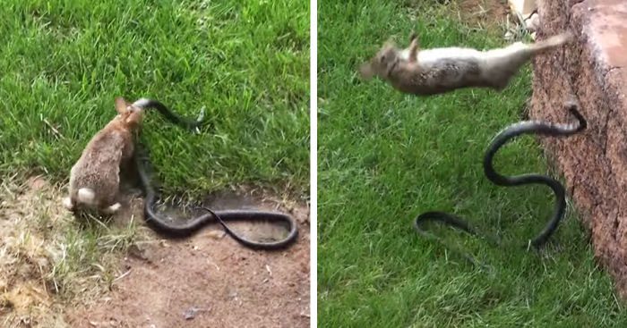 Mother rabbit chases the snake away from her young.