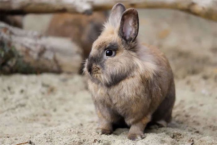 Miniature Rabbit