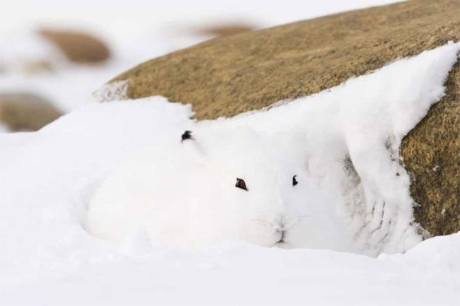 Arctic Hare