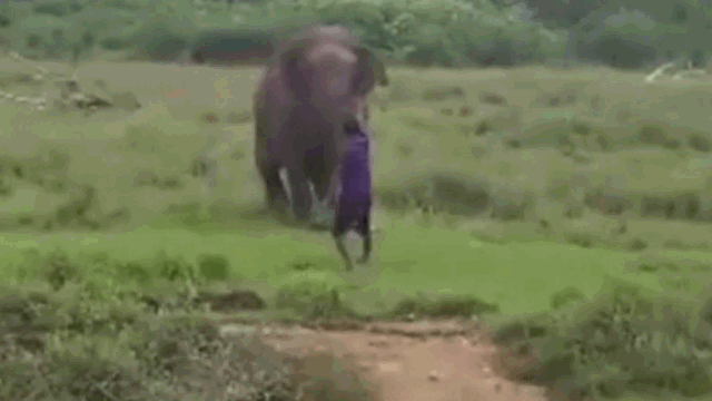 Due to the elephant's aggressive behavior, no one dared to approach to help the man.
