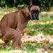 thousands of dogs sent to the bathroom threatening the ecosystem of the natural reserve in bi 118833