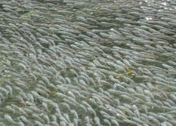 thousands of fish create new ecosystem 118001