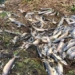 thousands of salmon die white due to serious han han in canada 123436