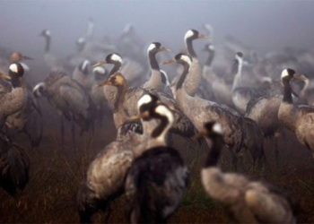 thousands of seals die in the worst natural disaster in israel 117974
