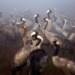 thousands of seals die in the worst natural disaster in israel 117974