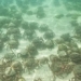 thousands of snails are unusually seen on the beach uk 122201