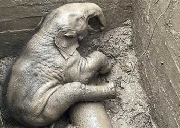 three quick escape rescue with mother and child stuck under arch 121762