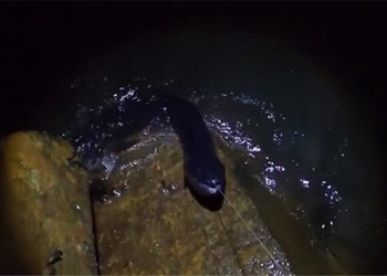 throwing a rod at night a man catches a large monster dragging the long snake terrifying this 118642