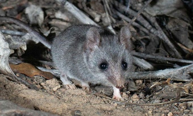 The Kangaroo Island dunnart is left with a population of about 500 individuals.