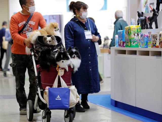 For dogs or cats imported from abroad, most are implanted with microchips