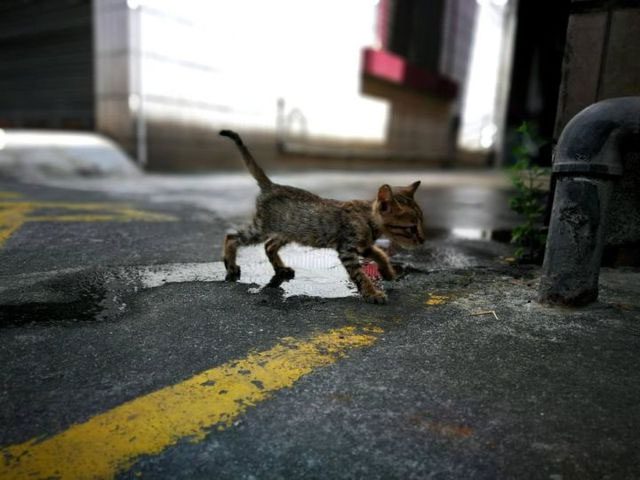 To prevent lost pets, Japan mandates microchipping for dogs and cats.