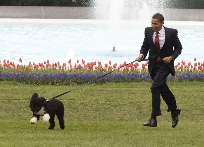 President Barack Obama had a Portuguese Water Dog