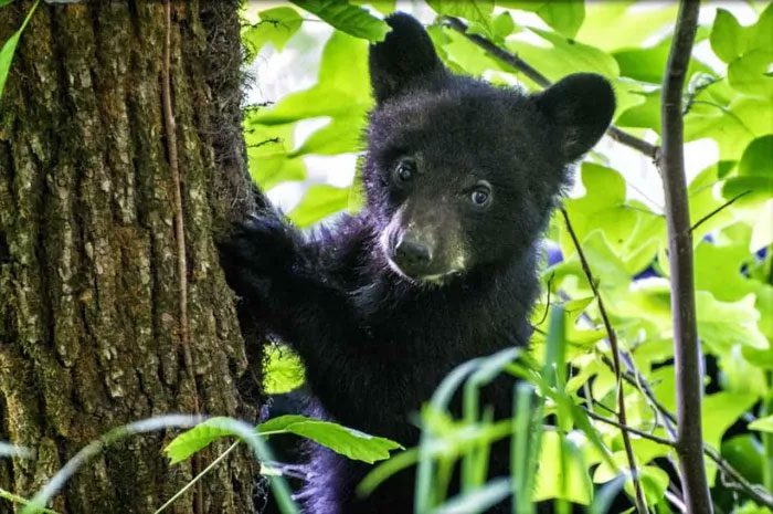 President Theodore Roosevelt had a pet black bear named Jonathan Edwards.