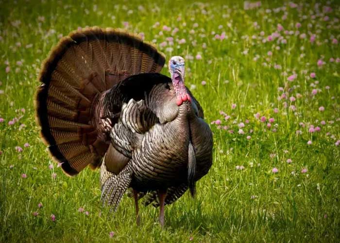 President Abraham Lincoln had a wild turkey named Jack.