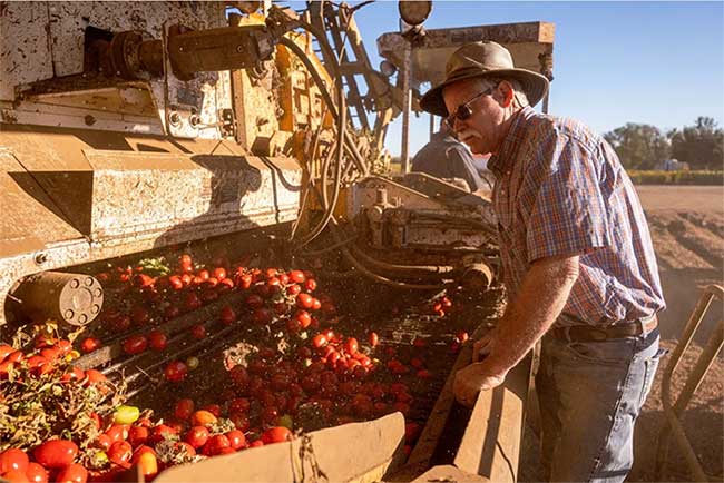 Farmers are struggling as tomato farming becomes increasingly difficult.