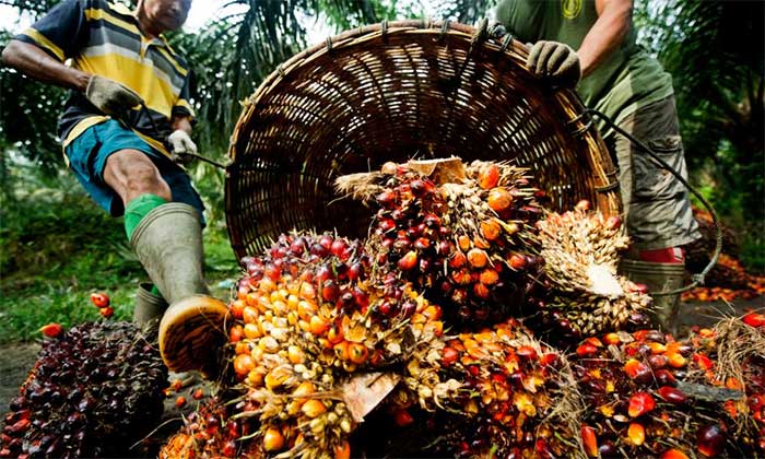 Workers harvesting palm.