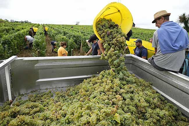 Grapevines are affected by extreme weather.