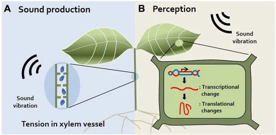 Plants Also Have Strong Sensory Abilities, Responding to Various Stimuli