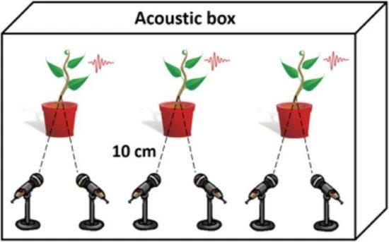 Plant Sound Experiment