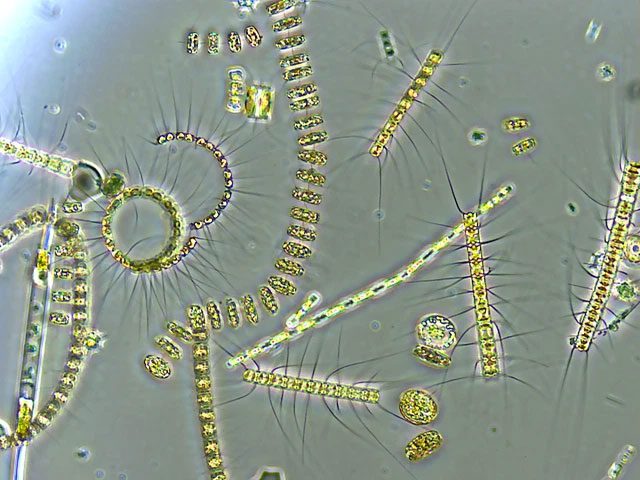 Phytoplankton.