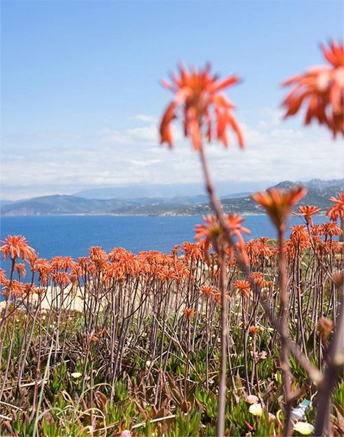 Plants on the island of Corsica.