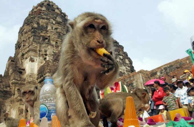 Banquet for monkeys in Thailand.