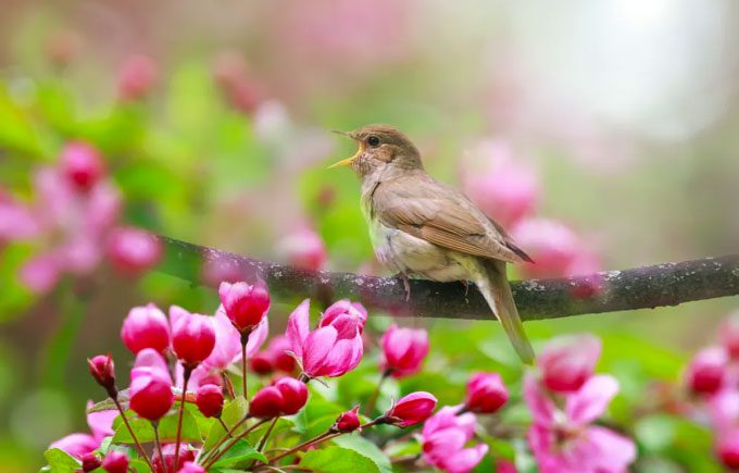 Birdsong helps reduce anxiety and stress.