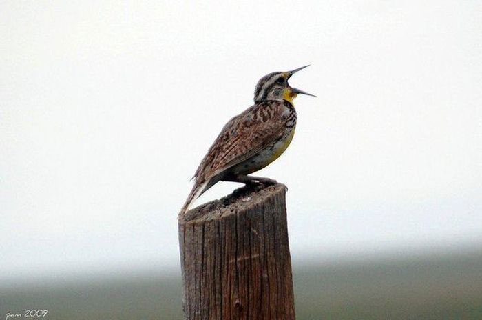 Birdsong