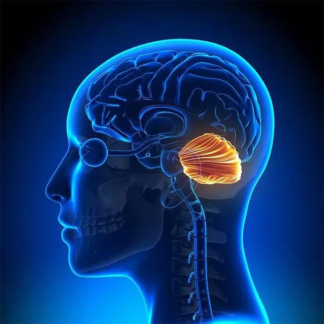 Your cerebellum occupies only about 10% of the brain in terms of the space it occupies.