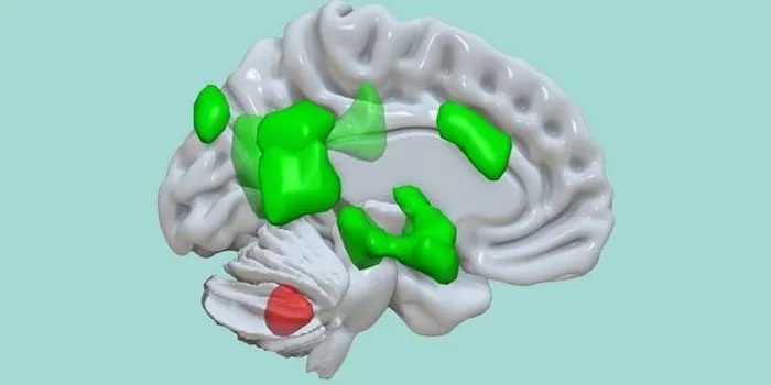 Cerebellum (in red) connecting to different areas of the cerebrum (in green)