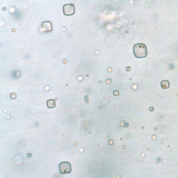 Halite crystals containing ancient organism "mummies"