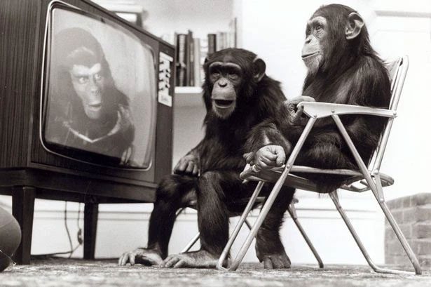 Humans still dream of creating a species of monkeys as strong as chimpanzees and as intelligent as humans.