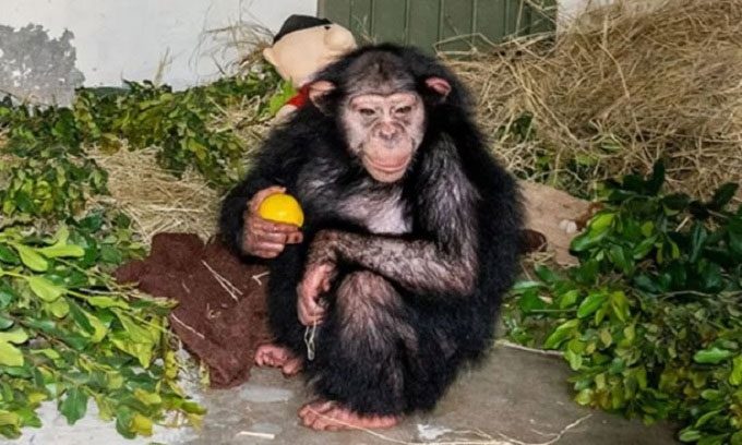 Chimpanzee Baran before being killed by her peers