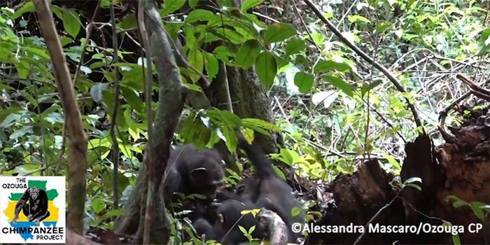 Chimpanzee places an insect on a wound, moving it with its fingertips.