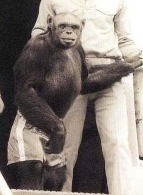 Oliver exhibits many distinctive features compared to chimpanzees and is believed to have 47 chromosomes.