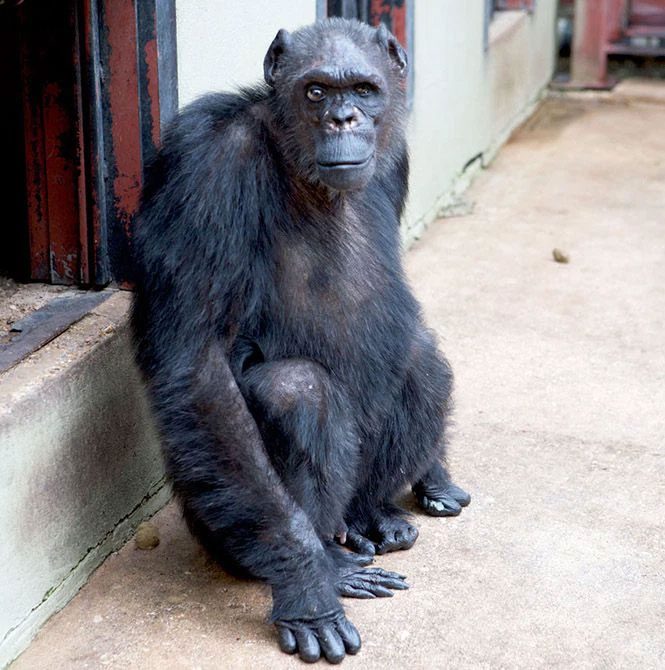 DNA testing confirmed that Oliver was a normal chimpanzee.