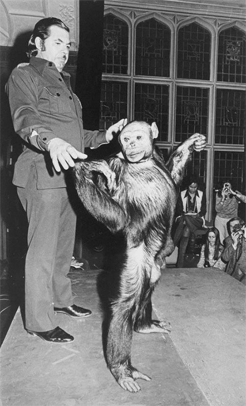 Oliver, the chimpanzee once considered a mutation with human-like features.