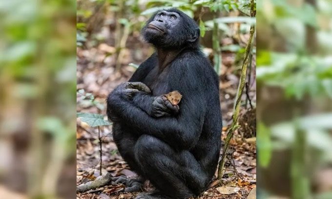 Baby mongoose in the arms of a dwarf chimpanzee.