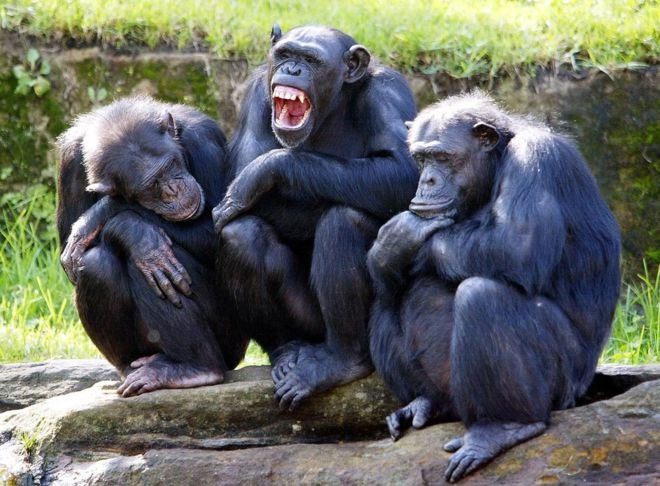 Chimpanzees can use stones, grass, and leaves to create tools that assist them in hunting and foraging.