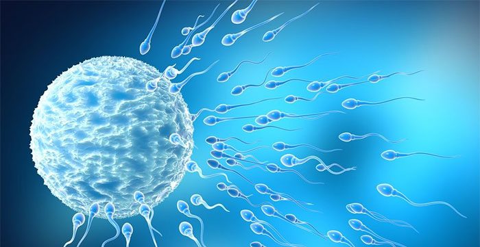 Sperm