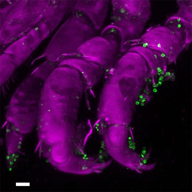 "Sperm" of red algae attached to the bodies of Idotea balthica.